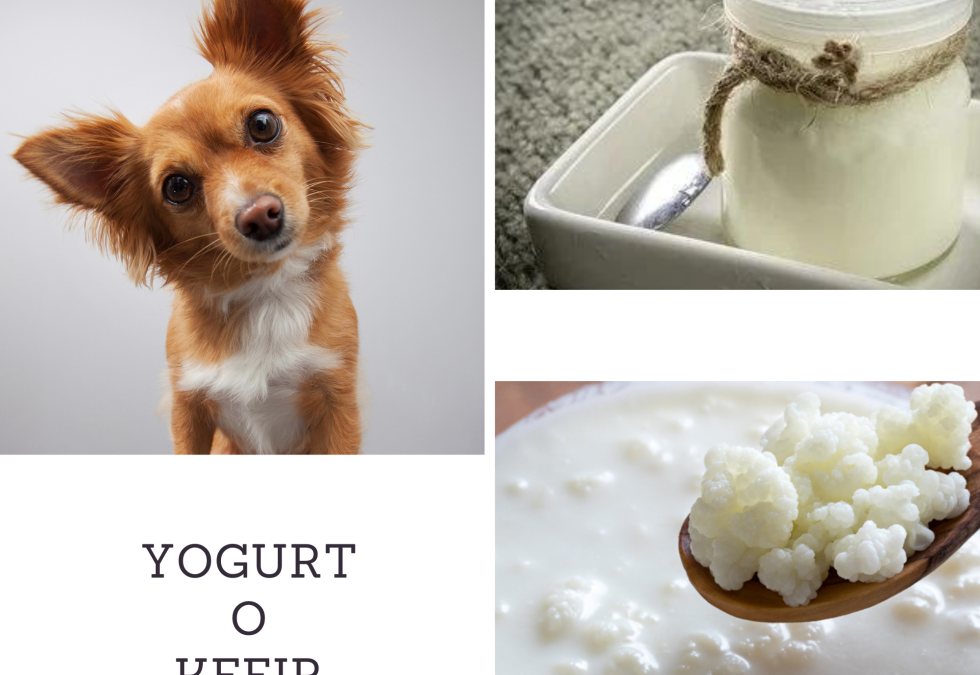 Yogurt o Kefir? Quale scegliere senza commettere errori per la salute del tuo cane